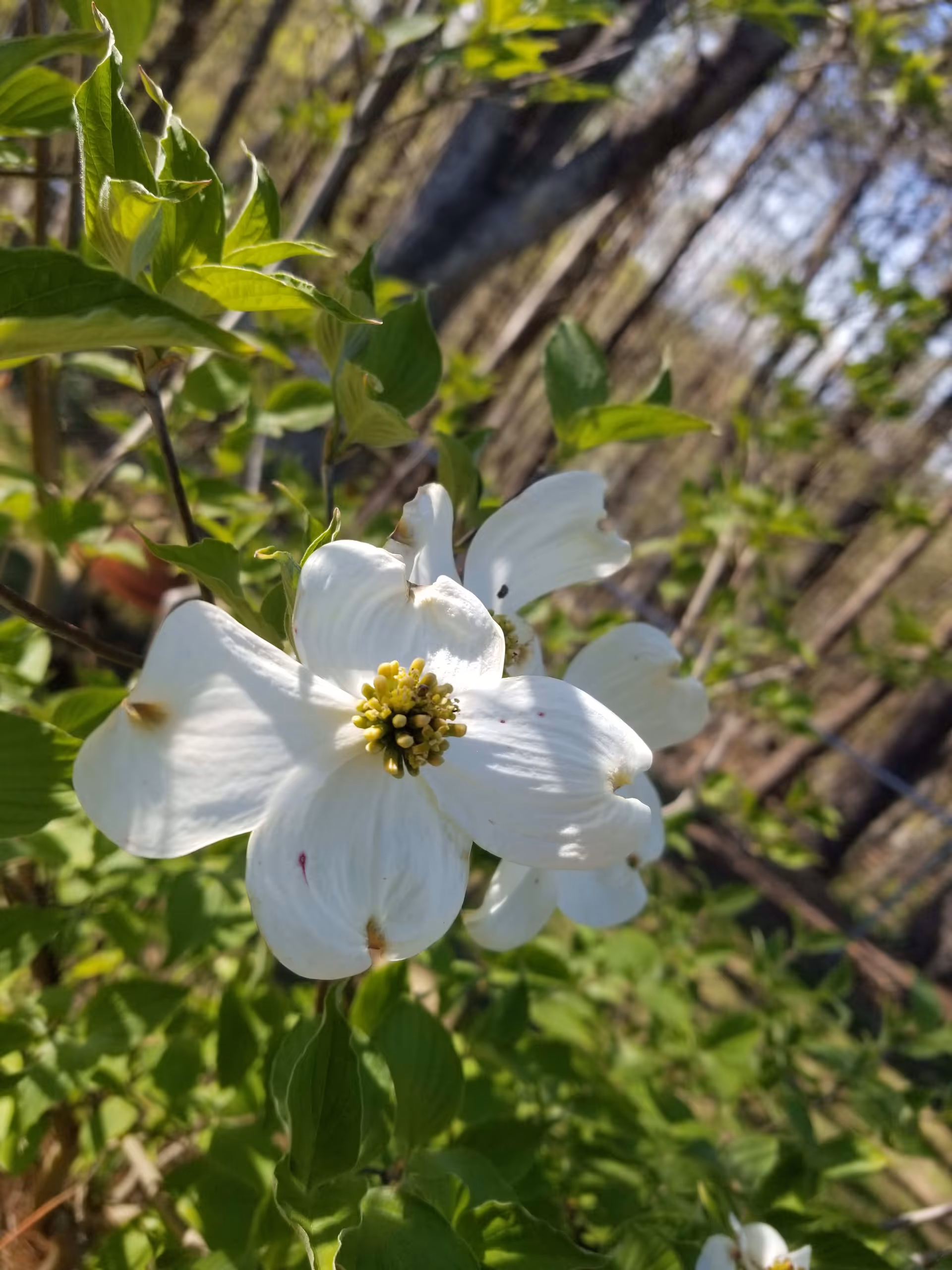 Close-up of a white dogwood flower with green leaves and trees in the background, taken outdoors in natural light.