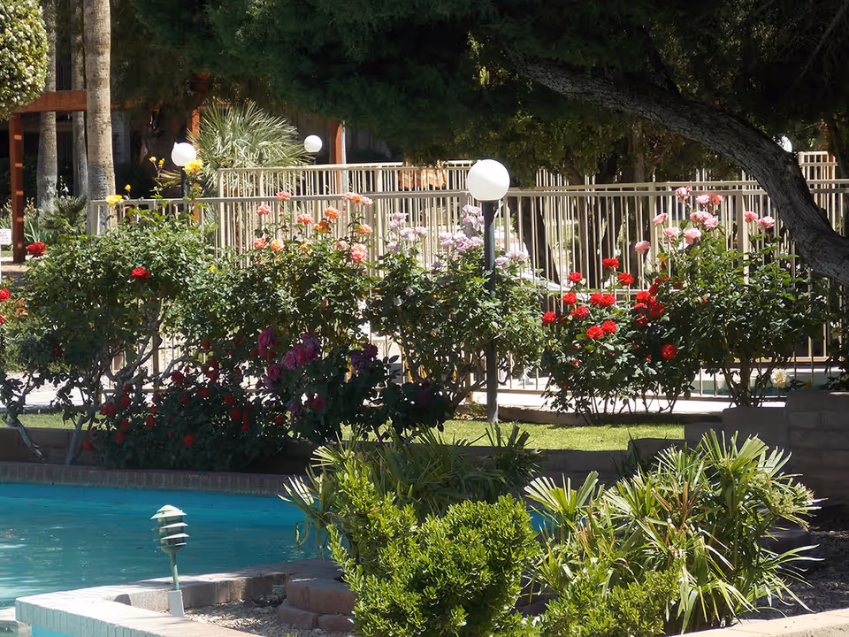 Outdoor garden area with a variety of colorful rose bushes and other green plants surrounding a swimming pool. There is a metal fence with round white lights and trees providing shade in the background.