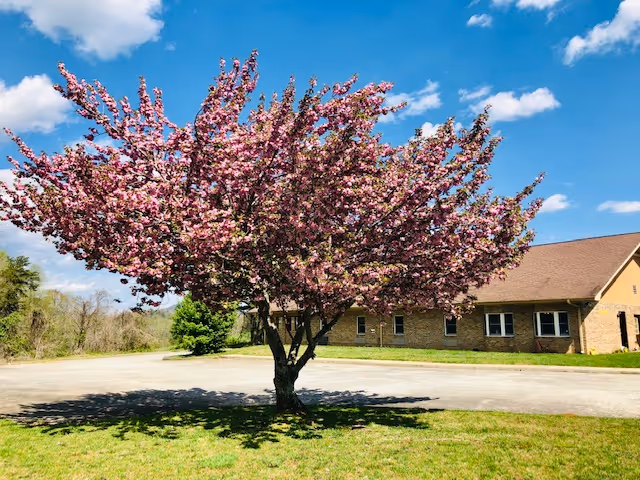 A blooming tree with pink flowers stands in the middle of a grassy area near a paved driveway. In the background, there is a single-story brick building with a brown roof under a blue sky with scattered white clouds.