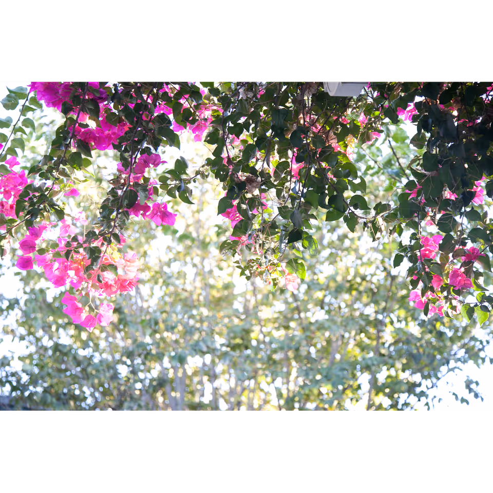 Bright pink bougainvillea flowers hanging from branches with green leaves, set against a background of sunlit trees and a clear sky.
