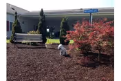 Outdoor garden area with a bench, small trees, and a red-leafed shrub in front of a building. A small white dog is sitting on the mulch near the shrub. A blue street sign labeled 'Fighter Ave' is visible near the building entrance.
