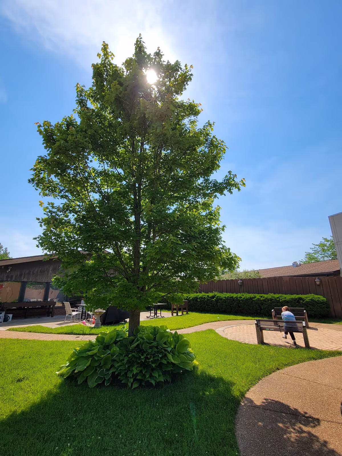A sunny outdoor courtyard with a large leafy tree in the center surrounded by green grass and plants. There are paved walkways, benches, and a person sitting on one of the benches. The sky is clear and blue.