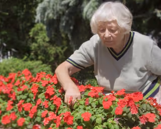 An elderly woman tending to a vibrant flower bed filled with red flowers outdoors, surrounded by greenery.