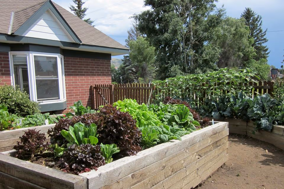 Raised garden beds filled with various leafy green vegetables and plants, situated next to a brick building with a bay window and a wooden fence in the background under a partly cloudy sky.