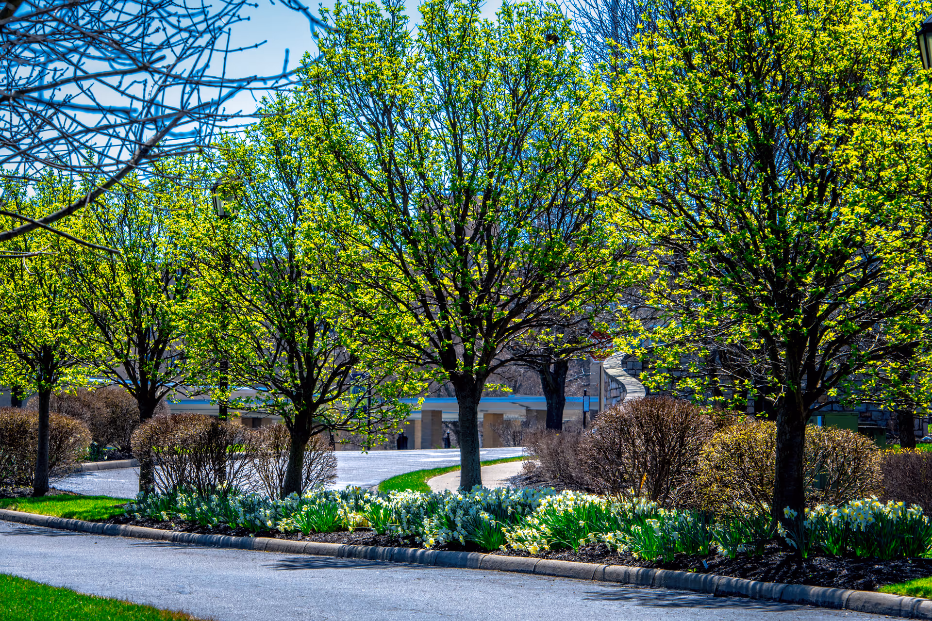 A landscaped outdoor area with a row of trees with fresh green leaves, trimmed bushes, and flower beds along a curved paved pathway under a clear blue sky.