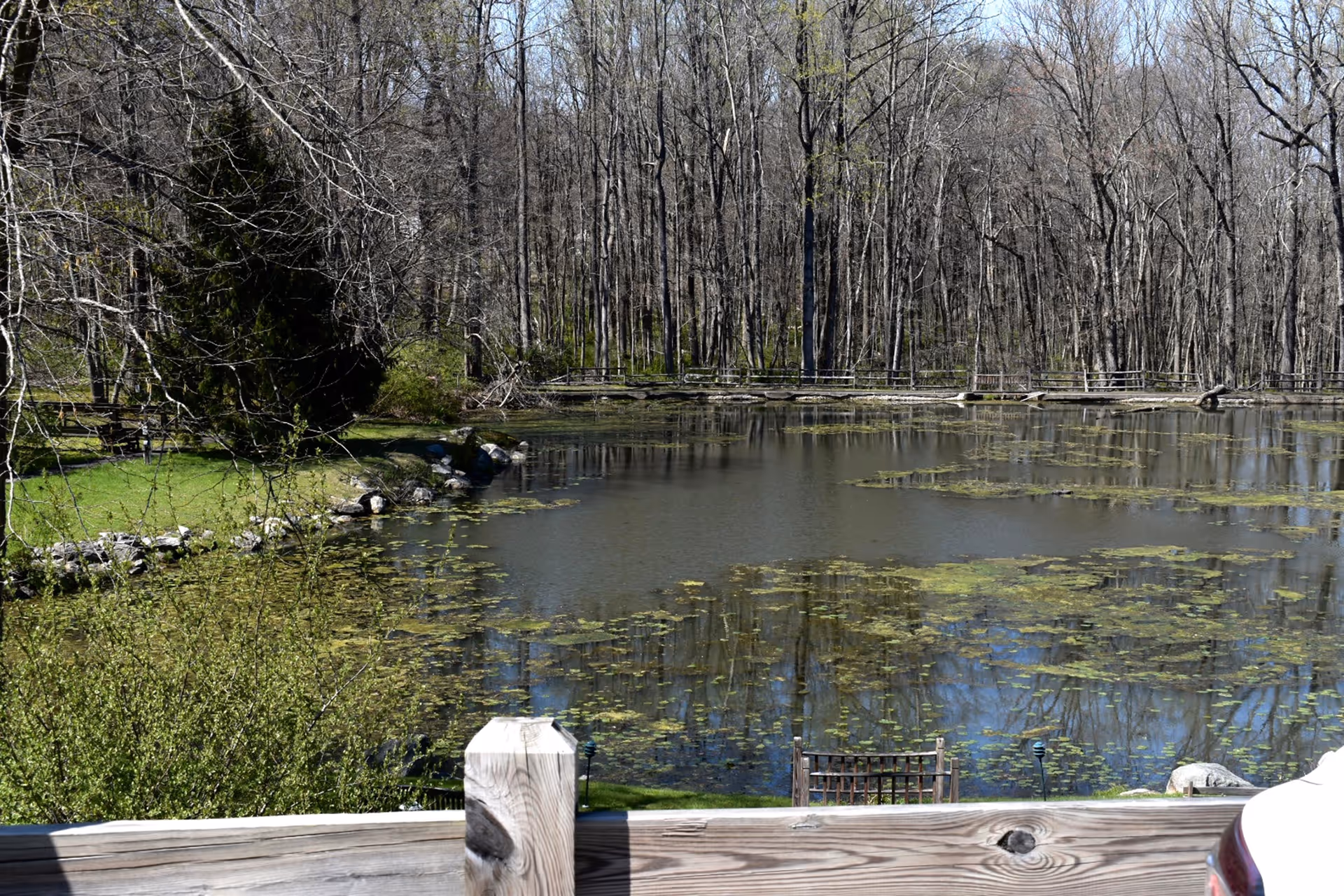 View of a pond with lily pads surrounded by leafless trees and greenery, seen from behind a wooden railing on a sunny day.