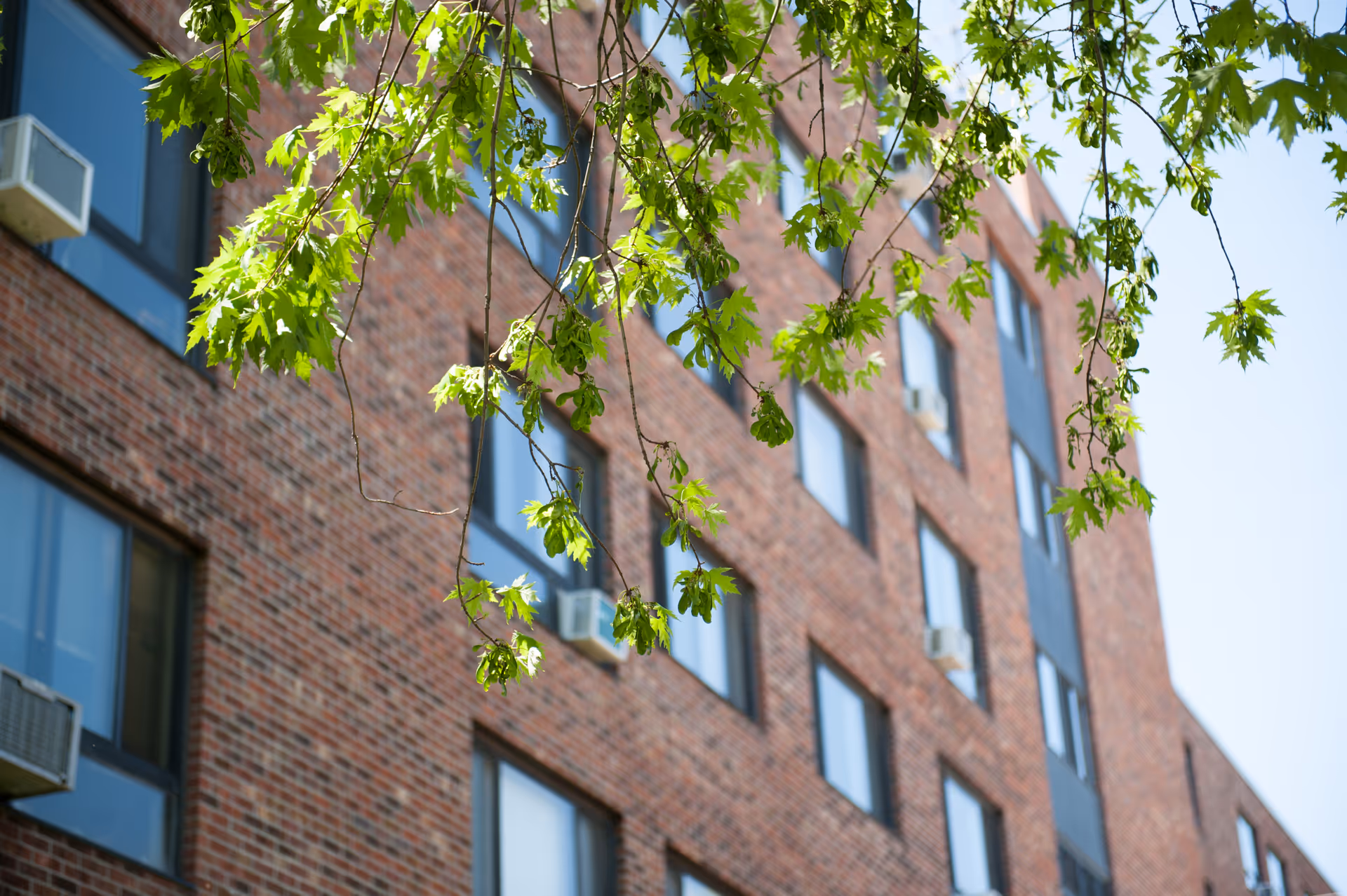 Close-up view of green leaves hanging from tree branches with a multi-story brick building in the background featuring several windows and air conditioning units.