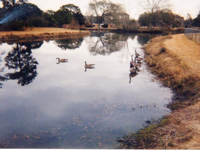 A calm pond with several ducks swimming on the water, surrounded by grassy banks and trees in the background under a cloudy sky.