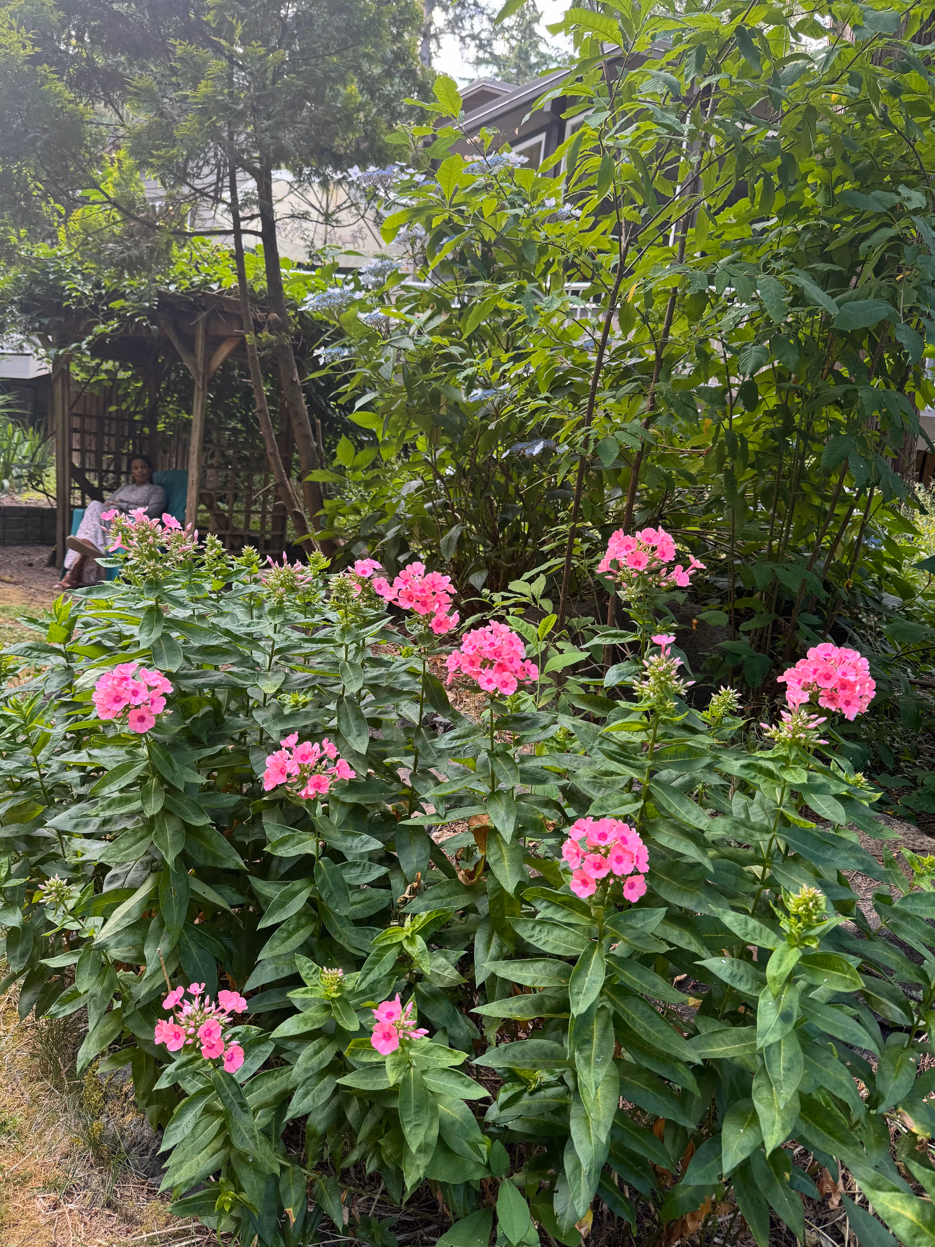 A garden area with lush green plants and clusters of bright pink flowers in the foreground. In the background, there is a wooden pergola with a person sitting on a chair underneath it, surrounded by more greenery and trees.