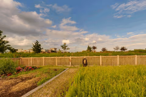 A garden area with various plants and flowers, bordered by a wooden fence under a partly cloudy sky.