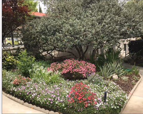 A well-maintained garden area with various flowering plants and shrubs, bordered by a curved concrete pathway. There is a large leafy tree providing shade in the background, and the garden is surrounded by a low stone edging.