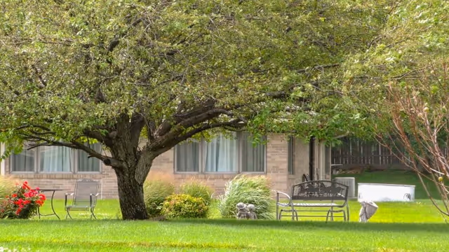 A grassy courtyard with a large leafy tree, benches and chairs in front of a brick building with windows.
