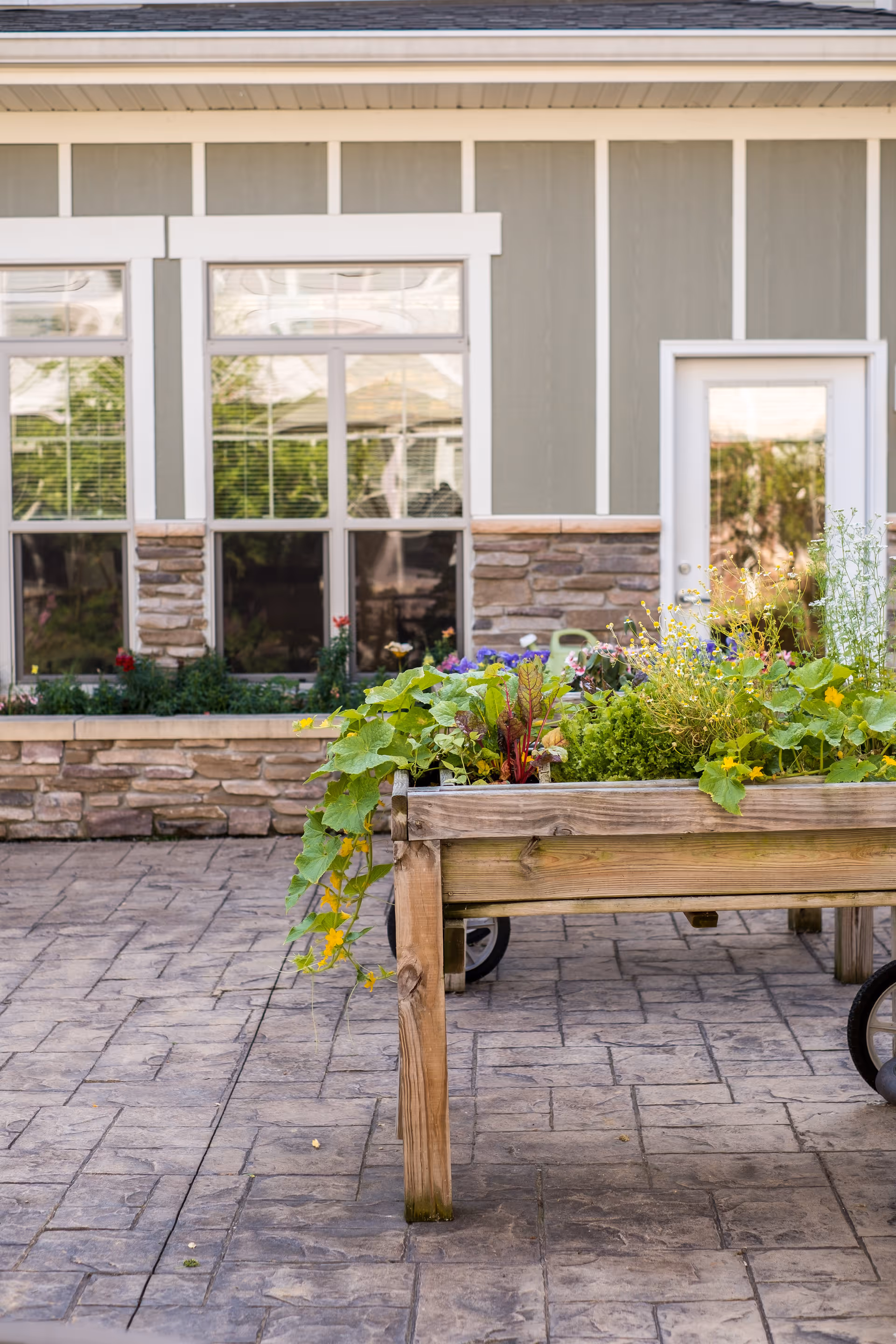 Raised wooden garden bed with various green plants and flowers on a paved patio in front of a building with stone and siding exterior, windows, and a door.