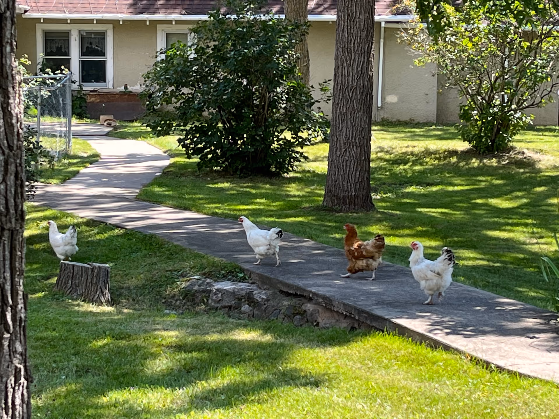 Several chickens walking along a paved path through a grassy yard in front of a low building.
