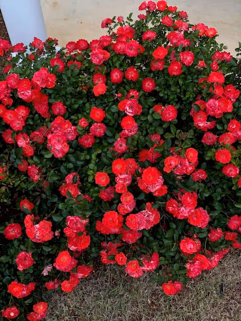 A dense bush of vibrant red roses with green leaves growing outdoors near a white pillar and a beige wall, with grass visible at the base.