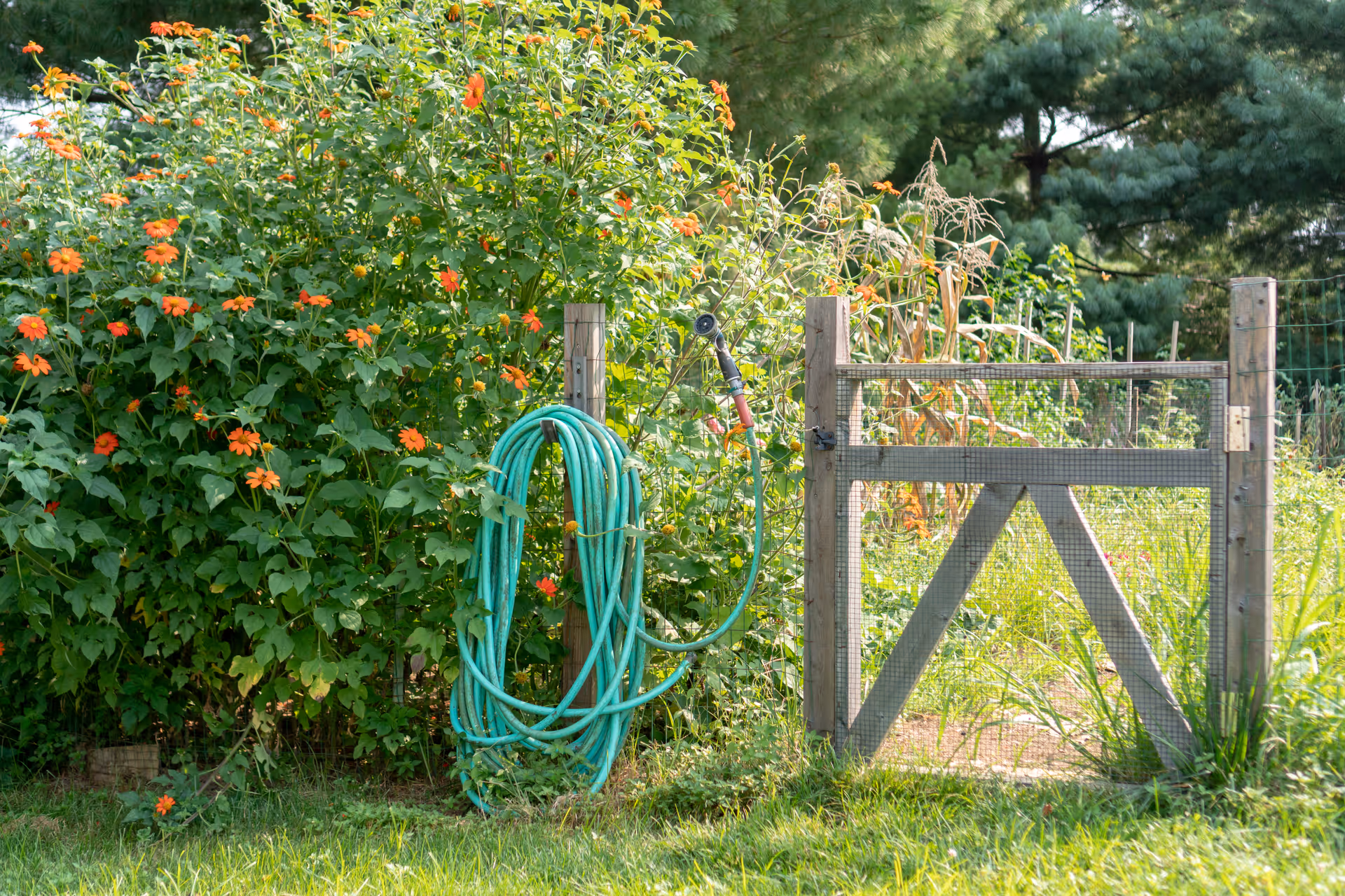A garden area with a wooden gate and a green garden hose coiled on a post. There are orange flowers and various green plants growing behind the gate, with trees in the background.