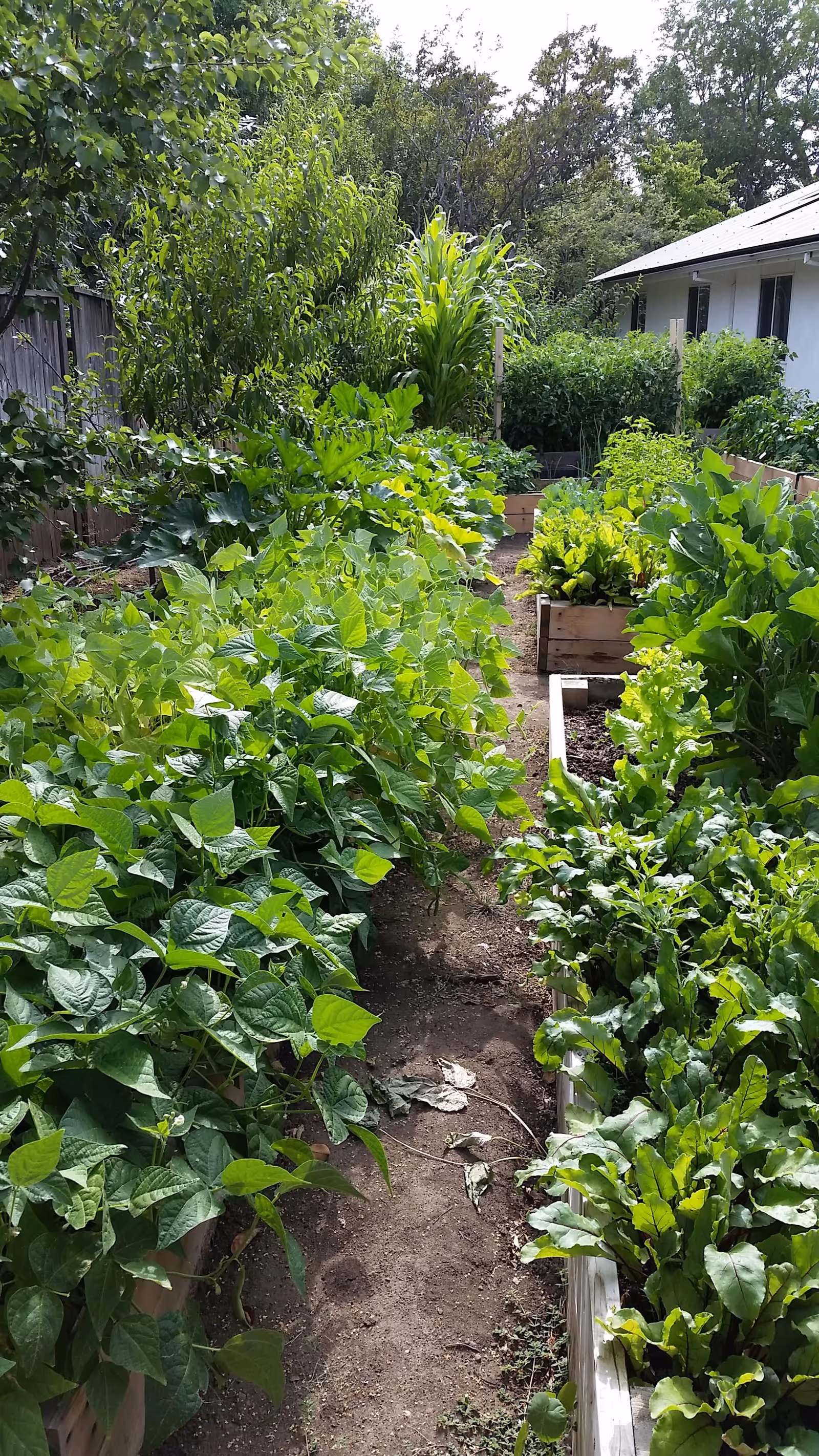 A lush garden with multiple raised wooden beds filled with various green leafy plants and vegetables. There is a dirt path running through the center of the garden, and trees and shrubs are visible in the background along with part of a white building on the right side.