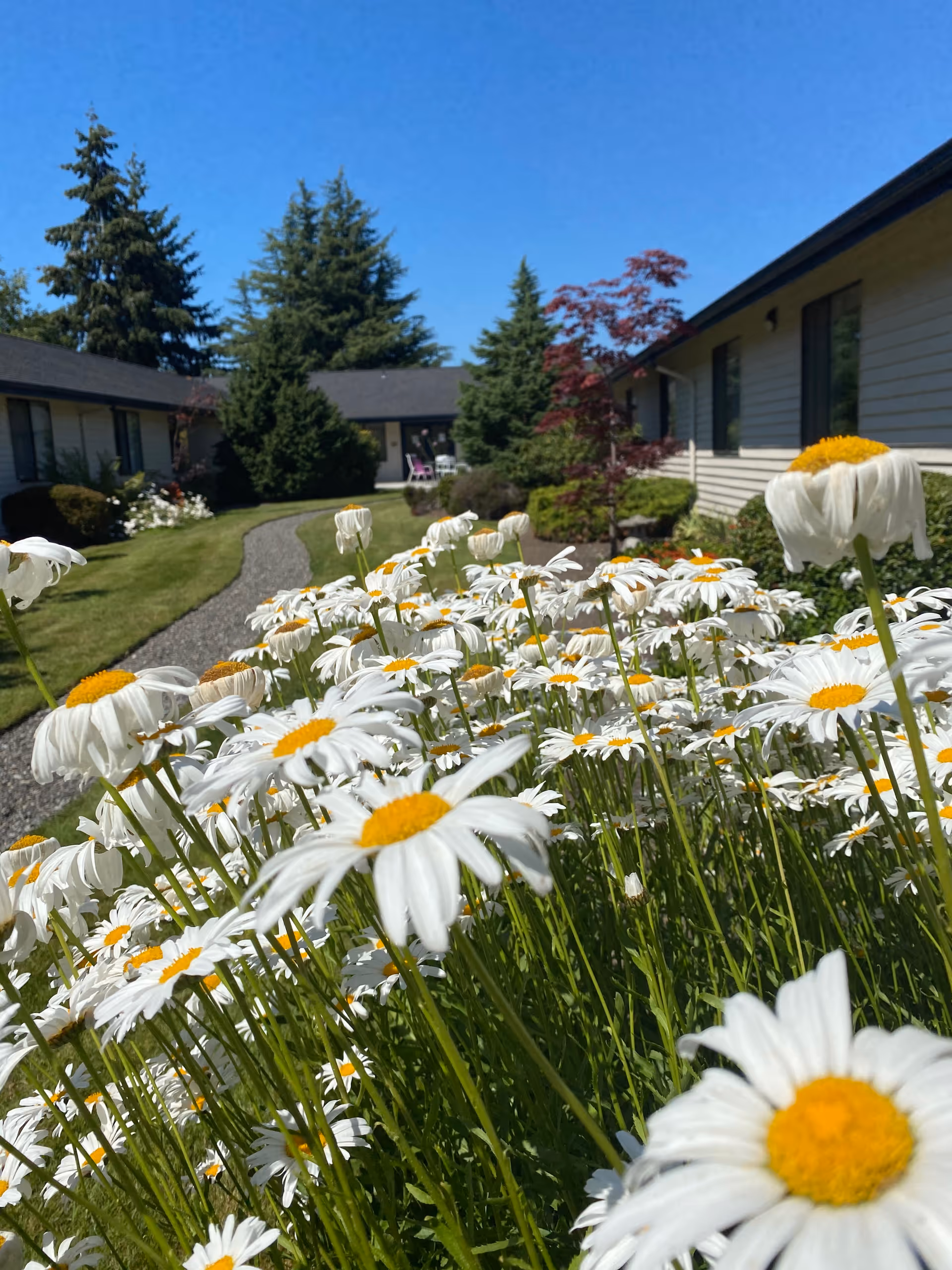 Close-up view of white daisies with yellow centers in a garden area of a retirement community. In the background, there are single-story buildings with beige siding, windows, and a gravel pathway winding through green lawns and trees under a clear blue sky.