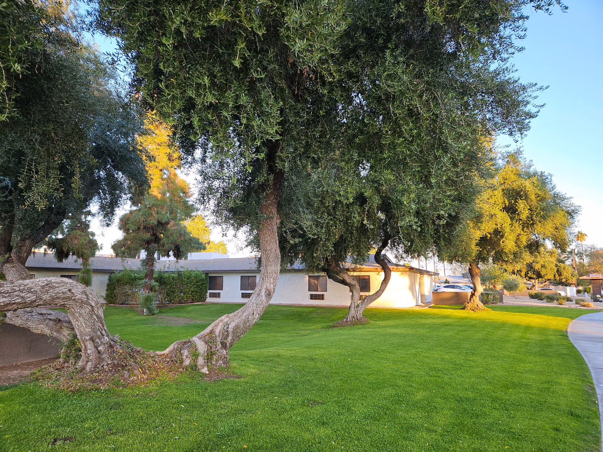A well-maintained outdoor lawn area with several large, mature trees and a single-story building in the background under a clear blue sky.