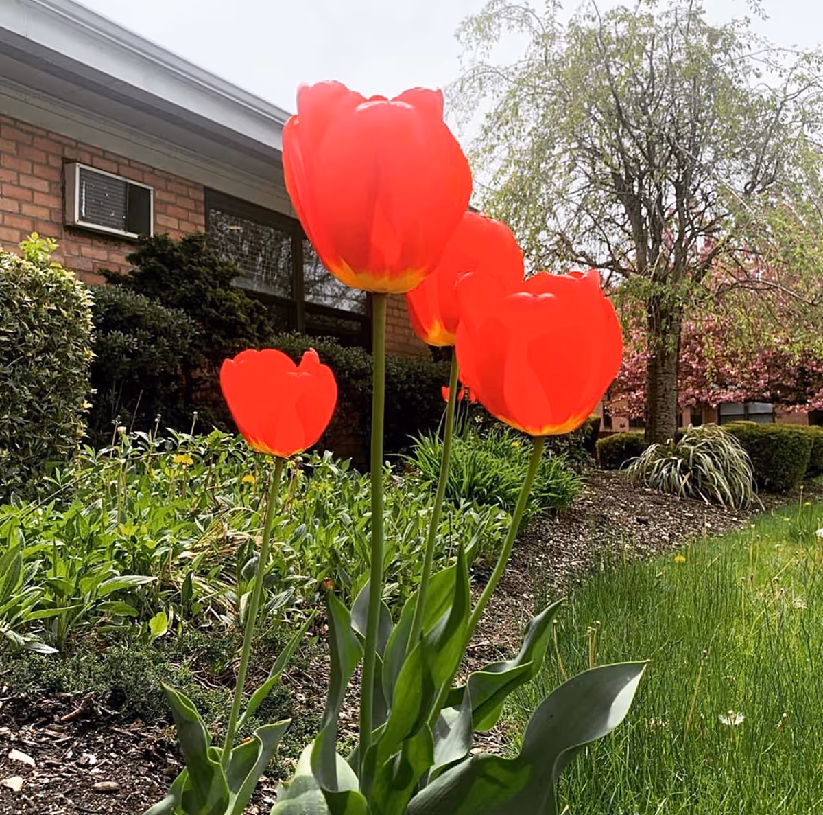Bright red tulips growing in a landscaped garden bed outside a brick building.