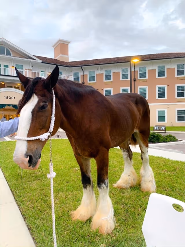 A large brown horse with white markings on its face and legs stands on a grassy area outside a multi-story senior living facility building. The building has multiple windows and a beige and white exterior. A person partially visible holds the horse's rope halter.
