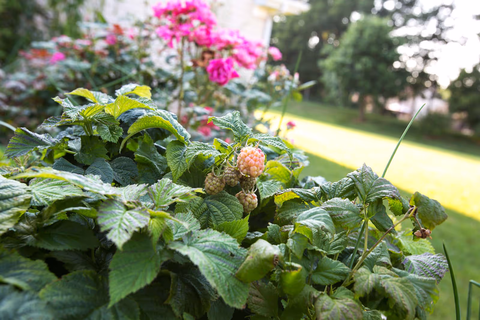 Close-up view of a raspberry bush with green leaves and ripening raspberries, with pink flowers and a grassy yard in the background.