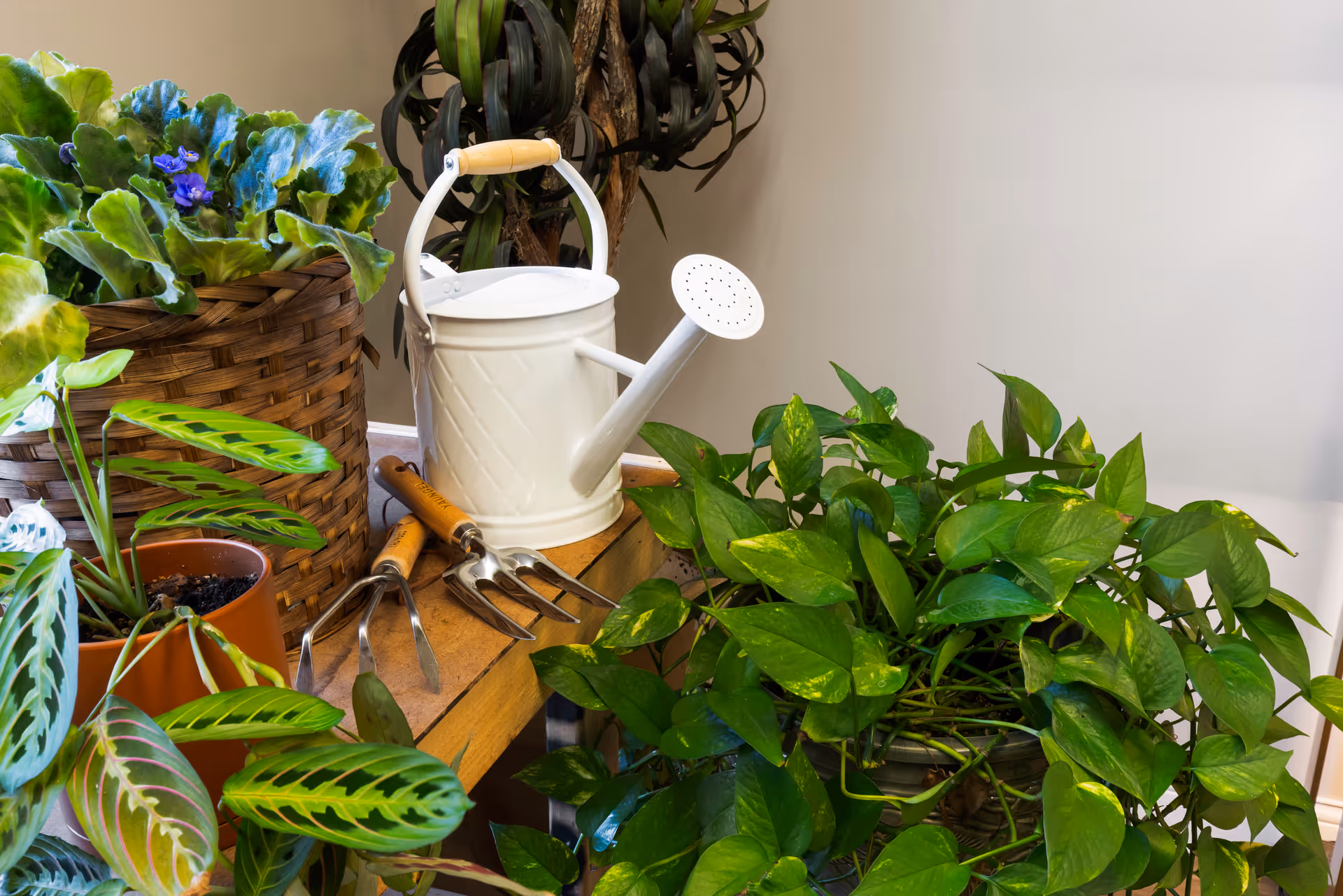 A collection of indoor plants in pots and a wicker basket arranged on a wooden shelf, accompanied by a white watering can and gardening tools with wooden handles, set against a plain light-colored wall.