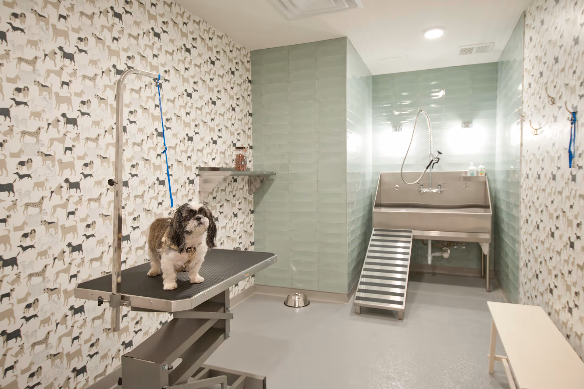 A small dog standing on a grooming table in a pet washing room with dog-themed wallpaper, a stainless steel pet washing station with a ramp, and a bench.
