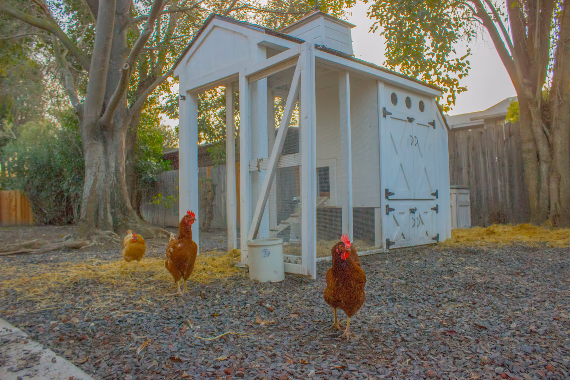 Three chickens walking in front of a white wooden chicken coop in a fenced backyard.