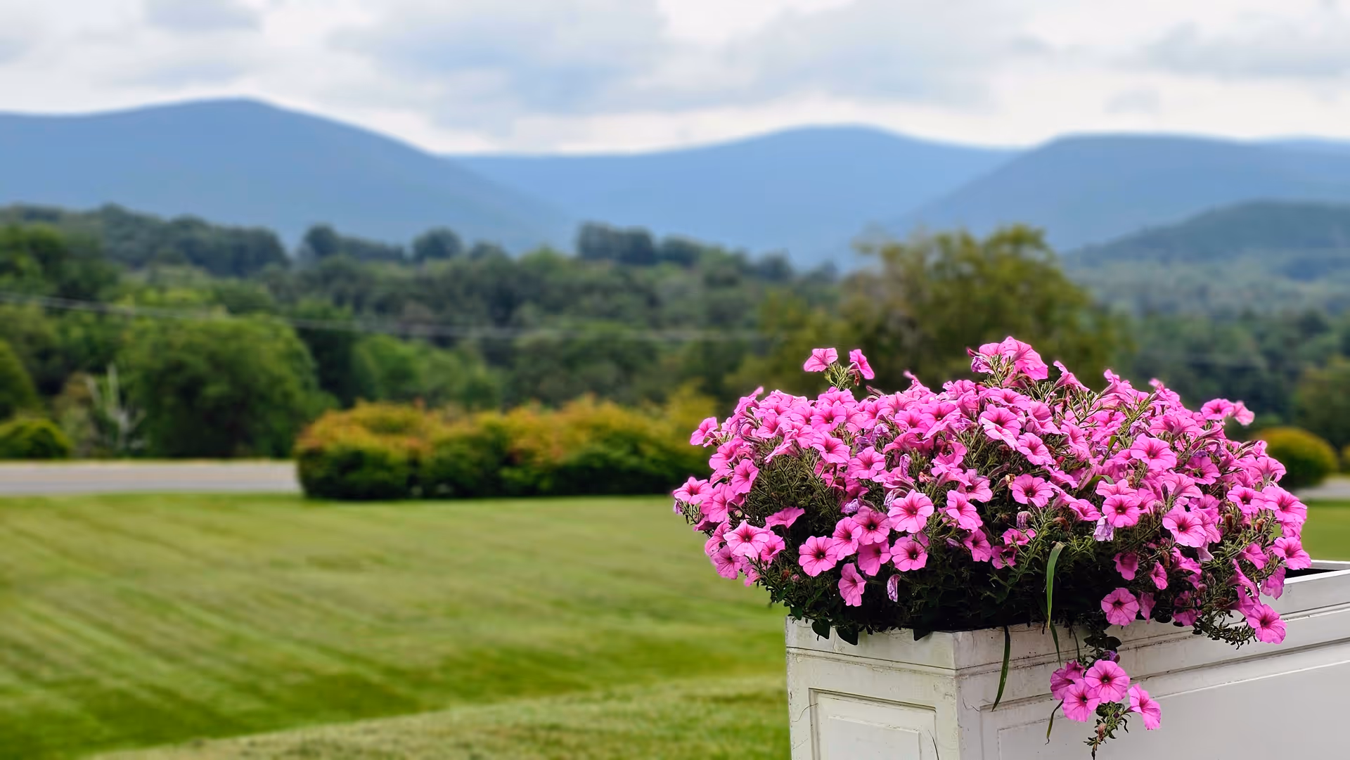 A white planter box filled with vibrant pink flowers sits in the foreground with a lush green lawn and bushes behind it. In the background, there are rolling hills and mountains under a cloudy sky.