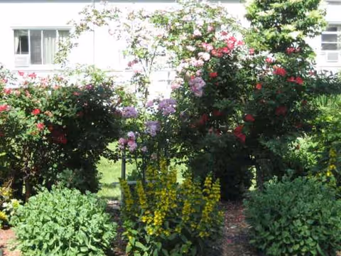 Front garden with blooming roses and shrubs beside a facility building.