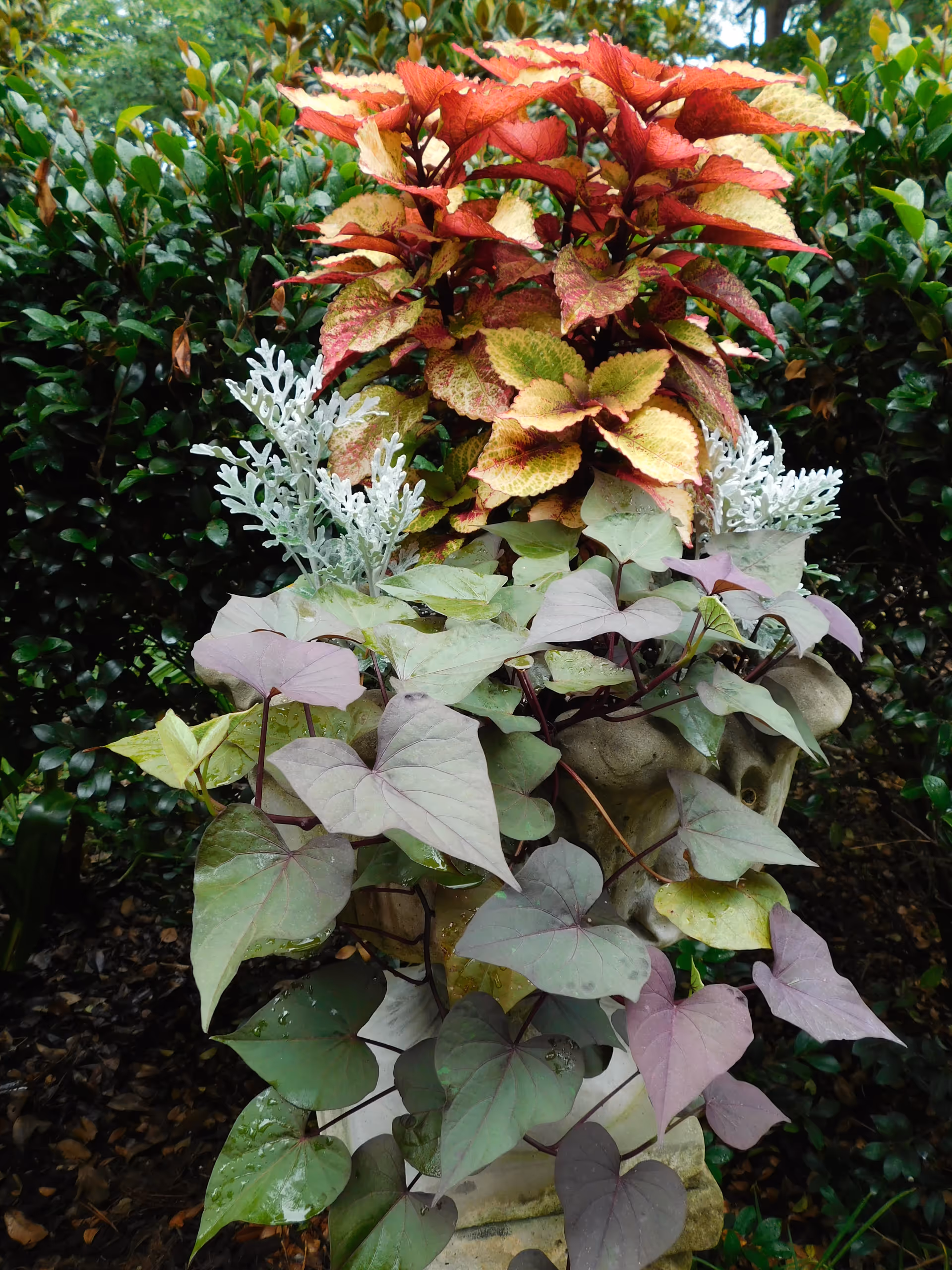 A decorative outdoor planter filled with various plants including red and yellow variegated leaves, silvery foliage, and trailing green and purple heart-shaped leaves, set against a background of green bushes.