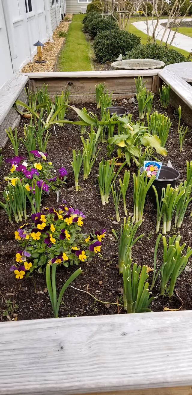 A raised garden bed with various green plants and purple and yellow flowers growing in soil. The garden bed is made of wooden planks and is located outdoors near a building with a pathway and bushes in the background.