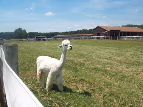 A white alpaca standing on a grassy field near a white fence with barns and trees in the background under a blue sky with some clouds.