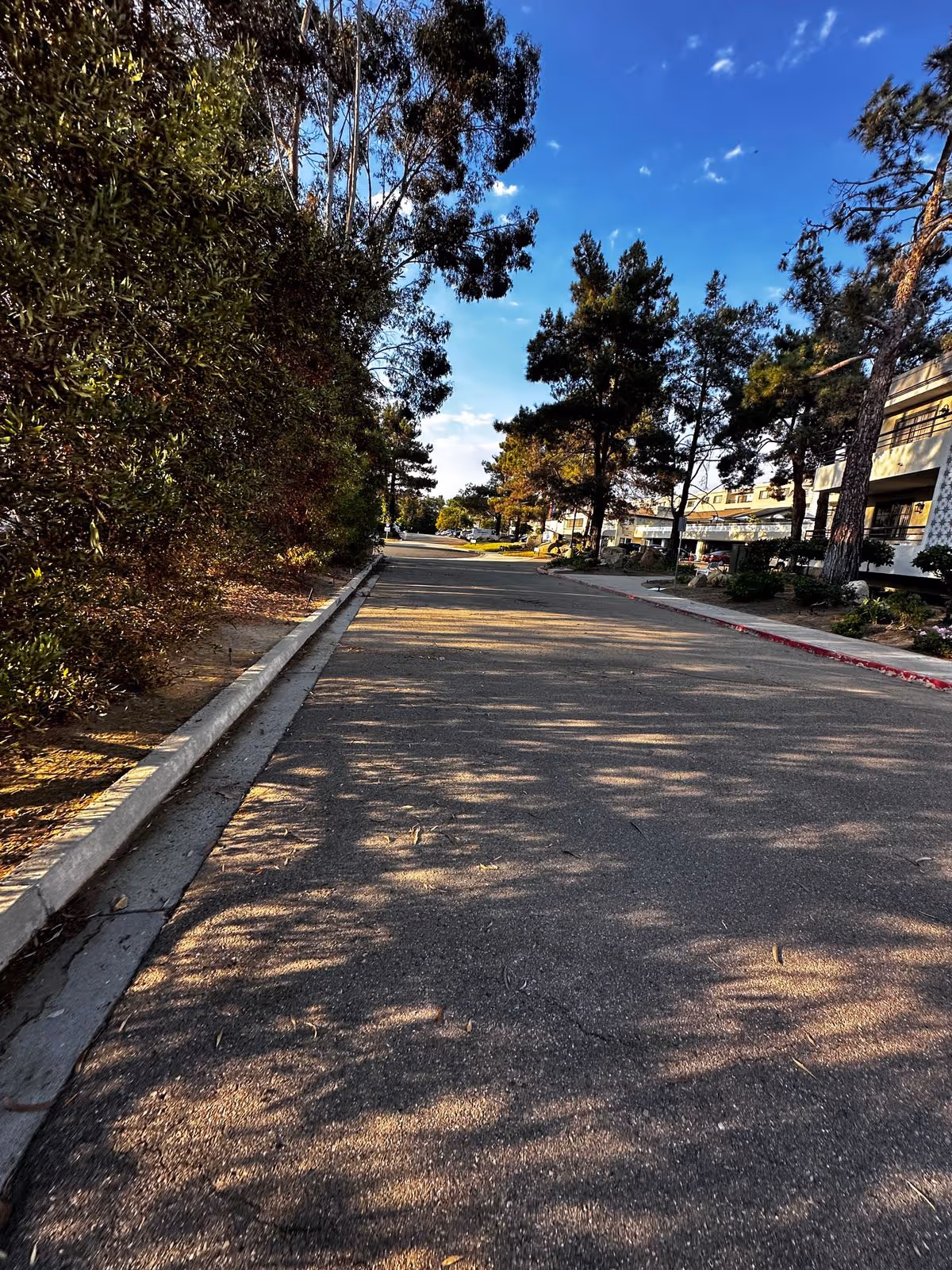 Sunlit paved road lined with trees and low-rise buildings under a blue sky.