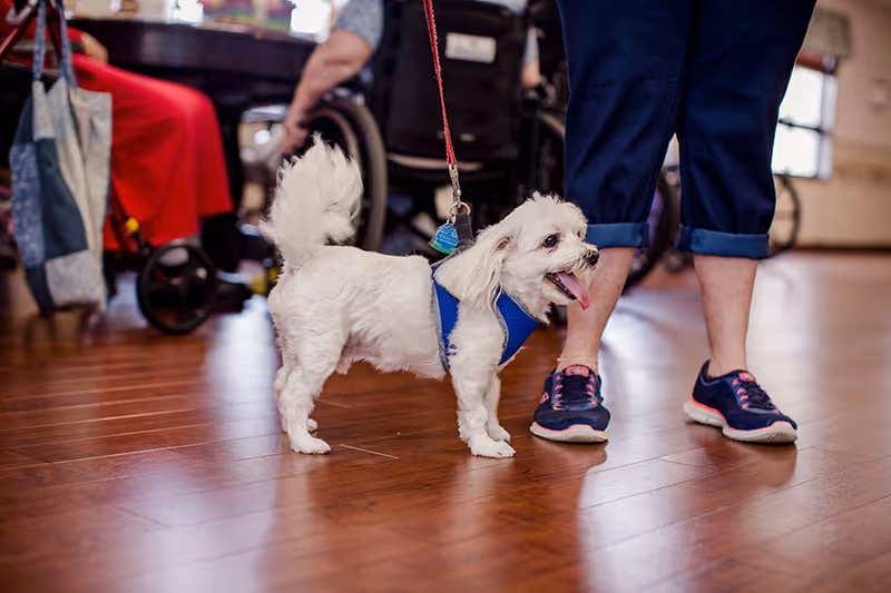 A small white dog wearing a blue harness and leash stands on a wooden floor next to a person wearing rolled-up blue pants and navy sneakers with pink laces. In the background, there are people sitting, including one person in a wheelchair.