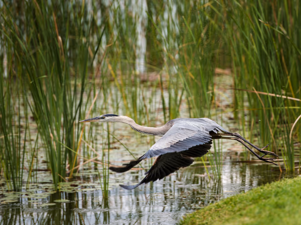 A large gray heron bird flying low over a pond with tall green reeds and lily pads in the water, and a grassy bank on the right side.