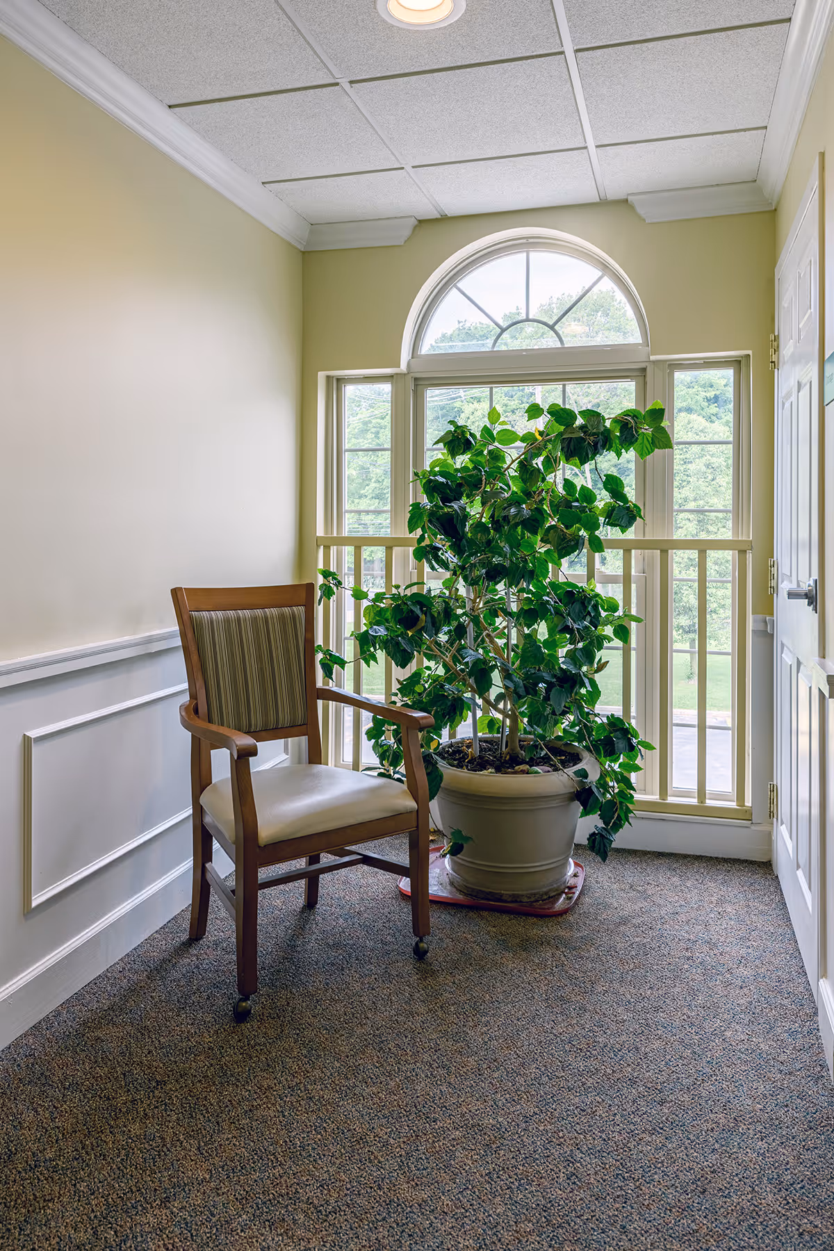 Wooden chair beside a large potted plant in a carpeted interior space with an arched window.