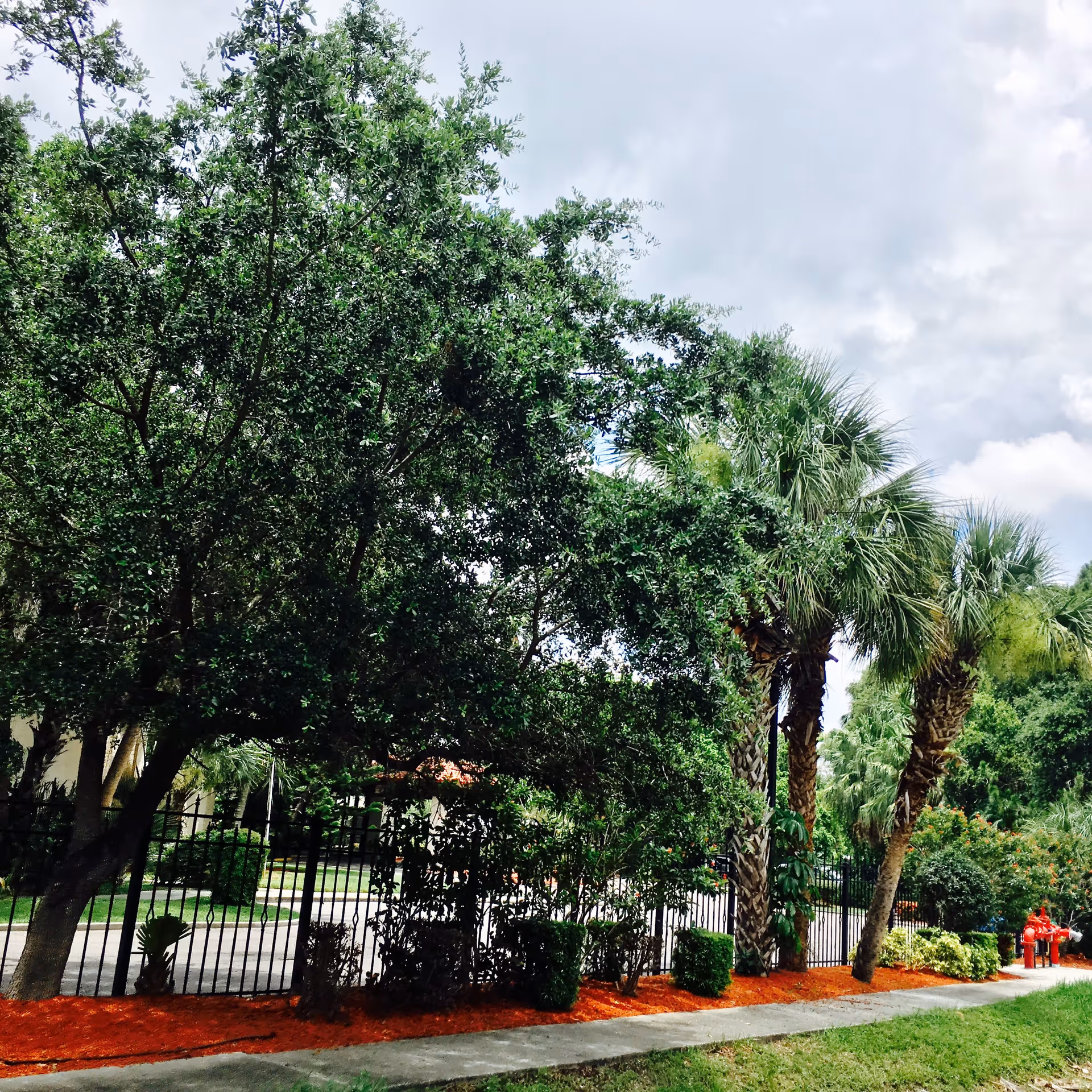 Outdoor view of a landscaped area with various trees including palm trees, bushes, and a black metal fence along a sidewalk. The ground is covered with red mulch and there are red fire hydrants visible in the background under a cloudy sky.