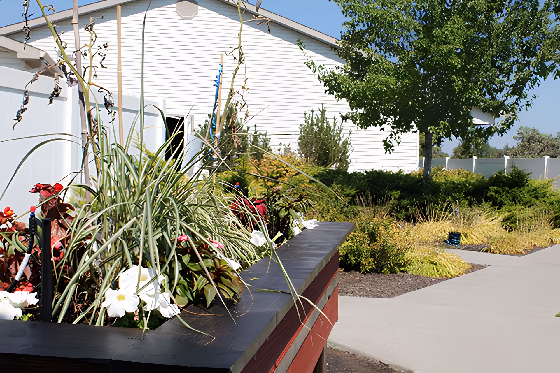 Outdoor garden area with a variety of plants and flowers in a raised planter. A white building with siding and a tree are visible in the background under a clear blue sky.
