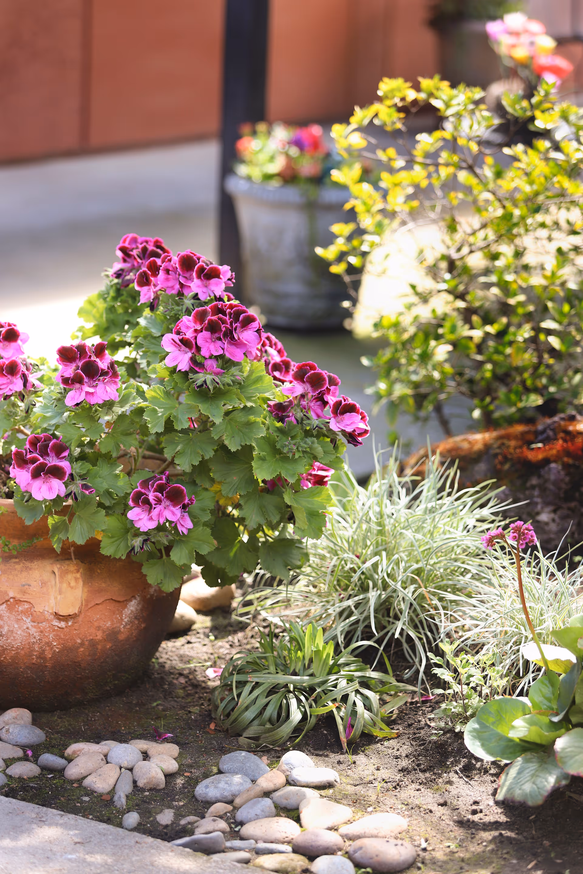 A close-up view of a garden area with a terracotta pot filled with vibrant purple flowers, surrounded by various green plants and small decorative stones on the ground. The background shows a blurred outdoor space with additional potted plants.