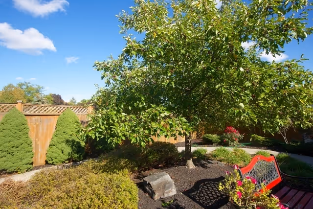 A sunny outdoor garden area with a large leafy tree, various shrubs, a wooden fence, and a red bench with a flower pot on it under a clear blue sky with a few clouds.