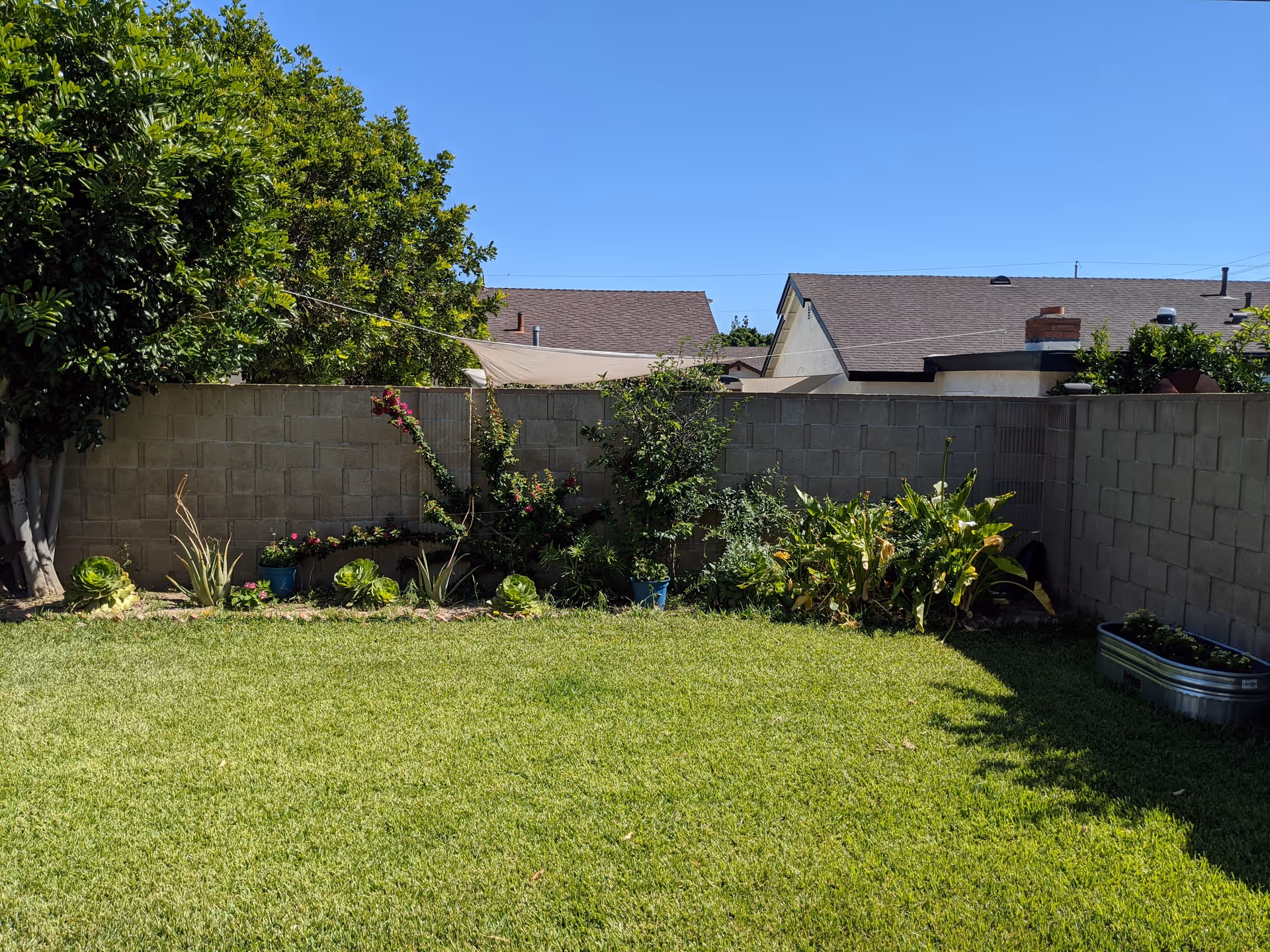 A backyard garden area with a green lawn, various plants and shrubs along a concrete block wall, and a large tree on the left side. There are houses with brown roofs visible beyond the wall under a clear blue sky.