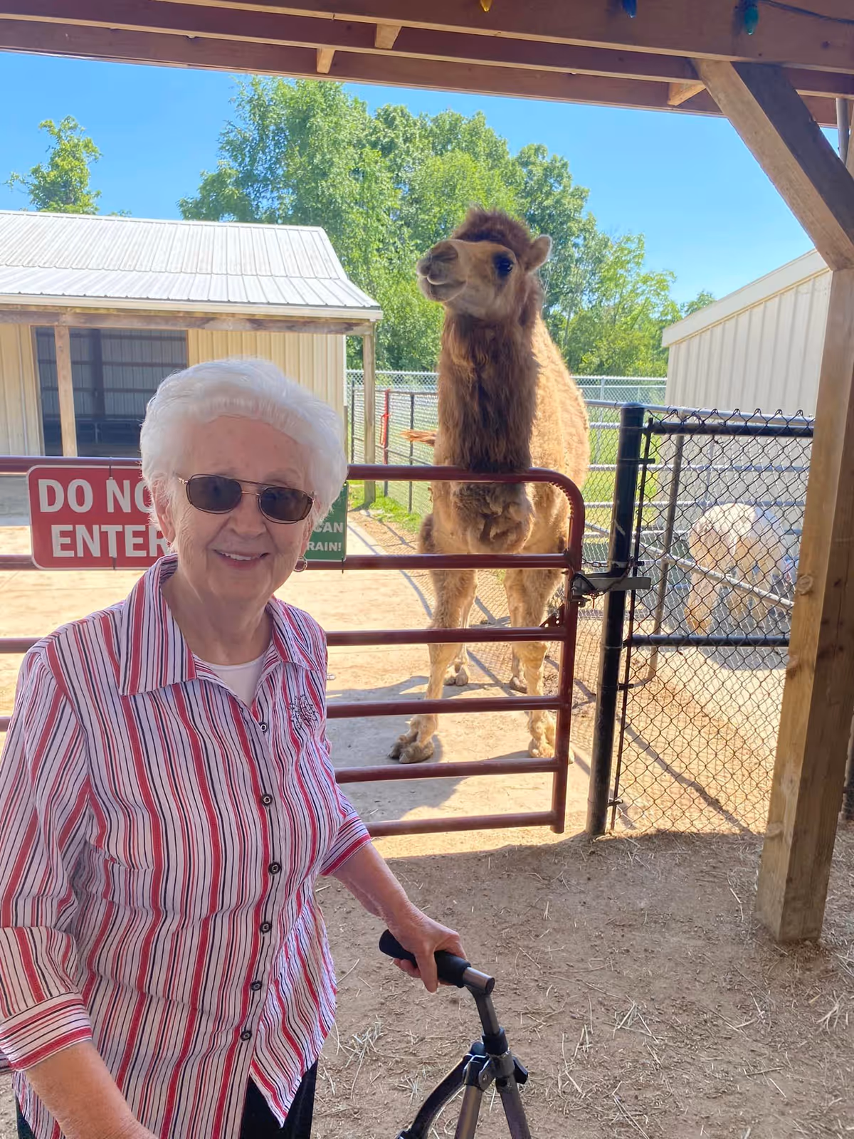 An elderly woman with white hair and sunglasses, wearing a striped shirt, stands under a wooden shelter holding a walker. Behind her, there is a fenced area with a brown camel and another animal visible. A red gate with a 'DO NOT ENTER' sign is also visible.