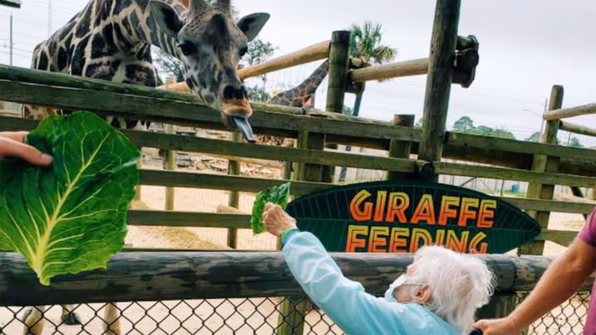 A masked person reaches over a wooden fence to feed a giraffe lettuce while others hold leaves nearby.