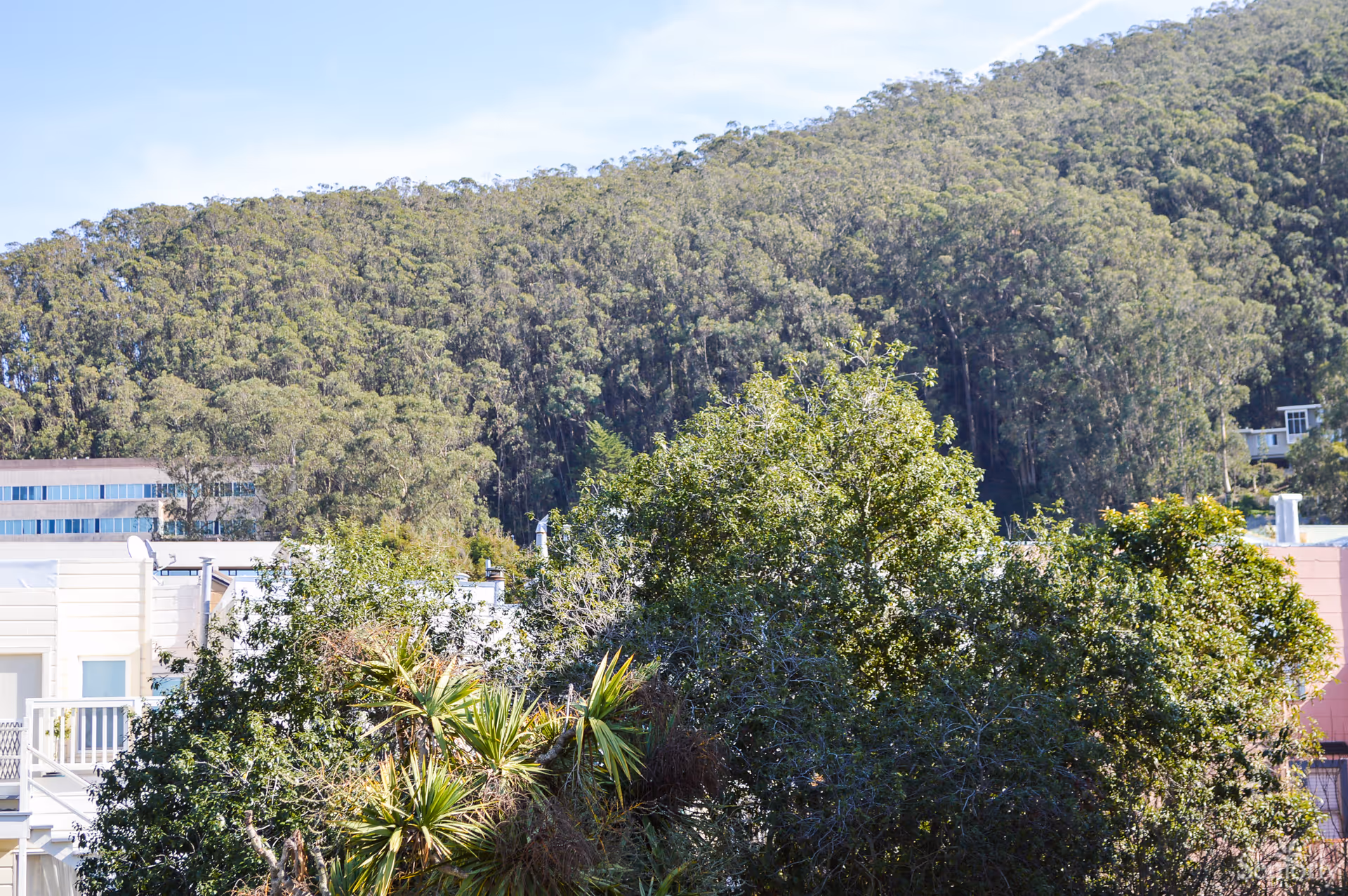 View of a densely wooded hillside behind residential buildings with various trees and greenery in the foreground under a clear blue sky.