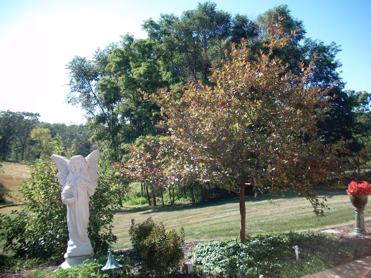 A sunny outdoor garden with a small tree, a white angel statue, and a potted red flower against a backdrop of large trees and lawn.