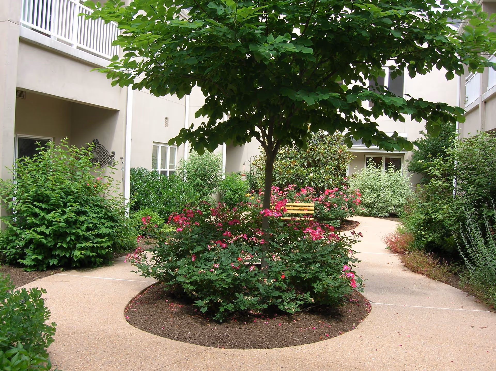 A landscaped outdoor courtyard area with a central tree surrounded by pink flowering bushes and green shrubs. There is a curved concrete pathway around the garden bed, and beige building walls with windows and balconies are visible in the background.