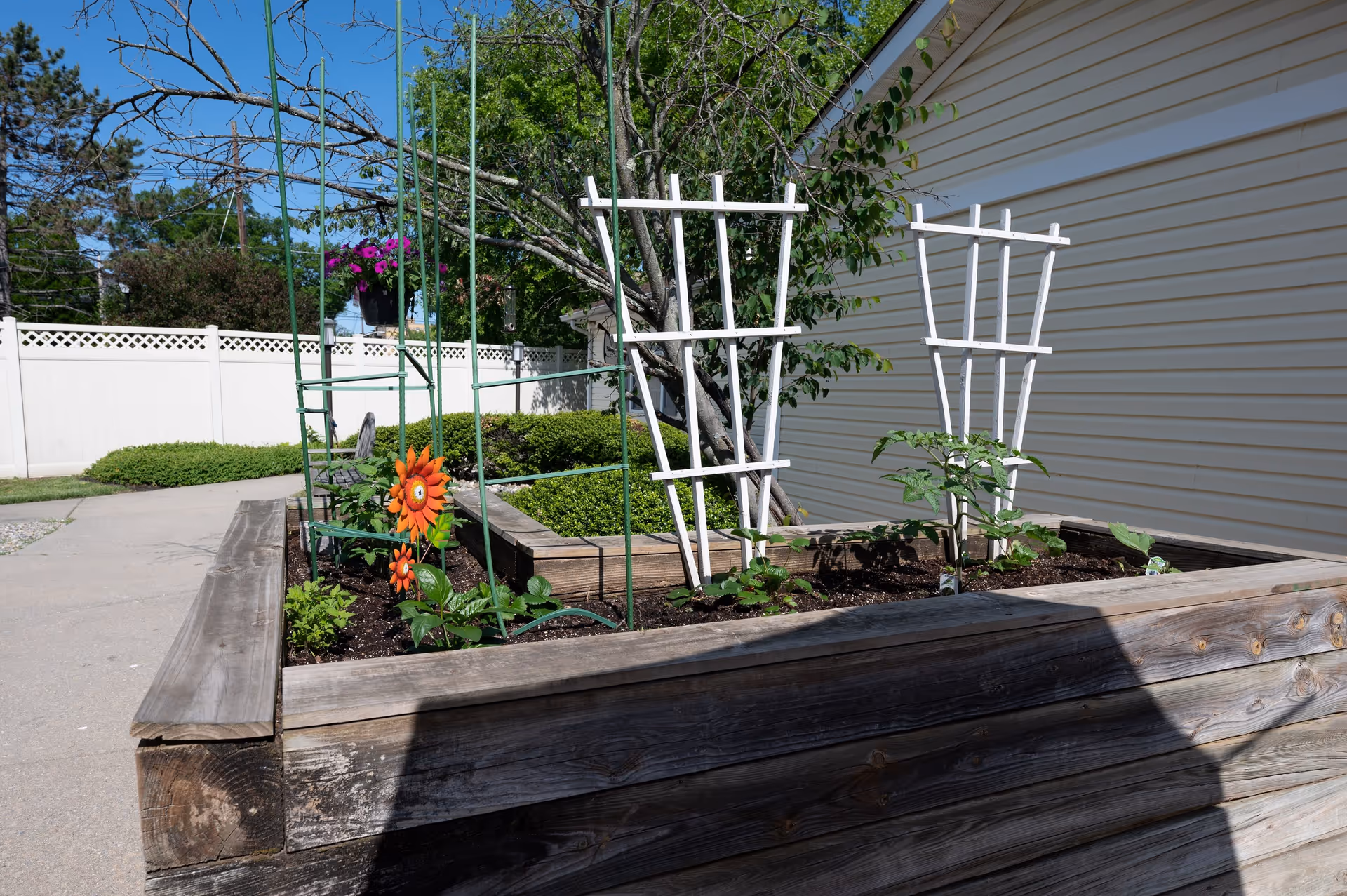 Raised wooden garden bed with various plants and trellises, situated outdoors next to a light-colored building and a white fence under a clear blue sky.