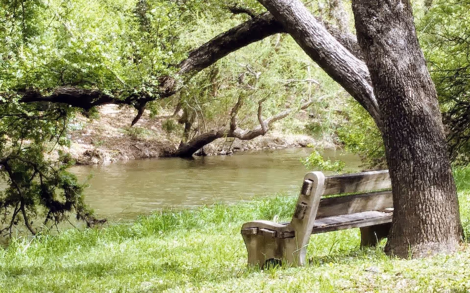 A wooden bench under a tree beside a calm river surrounded by green trees and grass.